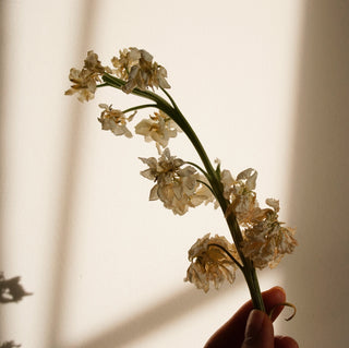 Listing for Sunnnflowers
